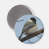 B21 Zwarte cichorei Magneet (Voorkant / Achterkant)