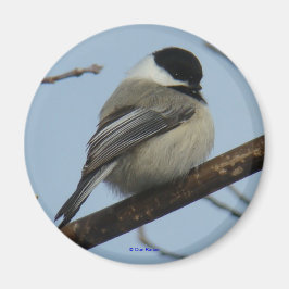 B21 Zwarte cichorei Magneet