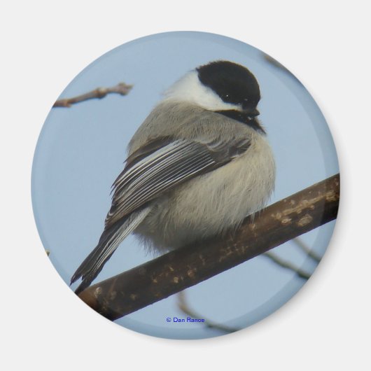 B21 Zwarte cichorei Magneet (Voorkant)