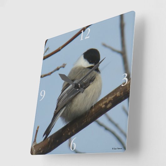 B21 Zwarte cichorei Vierkante Klok (Hoek)