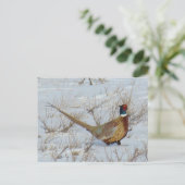B22 Ring-necked fazant in sneeuw Briefkaart (Staand voorkant)