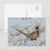 B22 Ring-necked fazant in sneeuw Briefkaart (Voorkant / Achterkant)