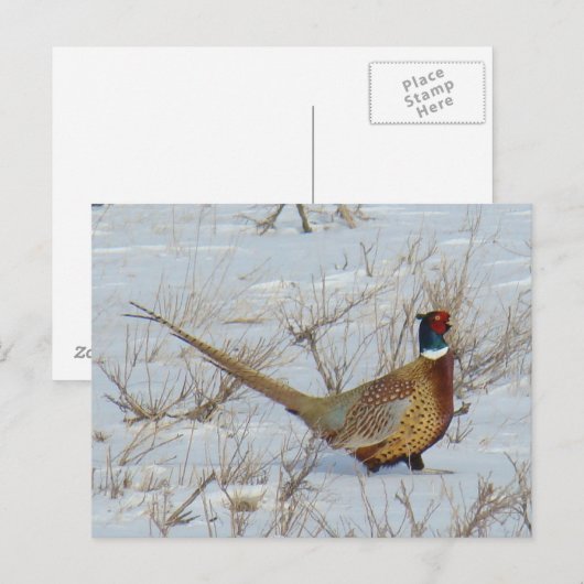 B22 Ring-necked fazant in sneeuw Briefkaart (Voorkant / Achterkant)