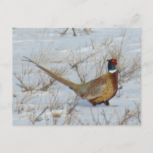 B22 Ring-necked fazant in sneeuw Briefkaart