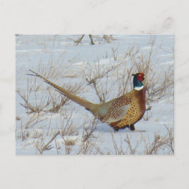 B22 Ring-necked fazant in sneeuw Briefkaart