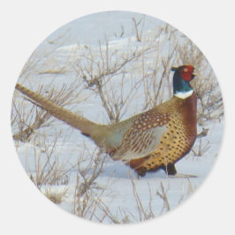 B22 Ring-necked Fazant in Sneeuw Ronde Sticker
