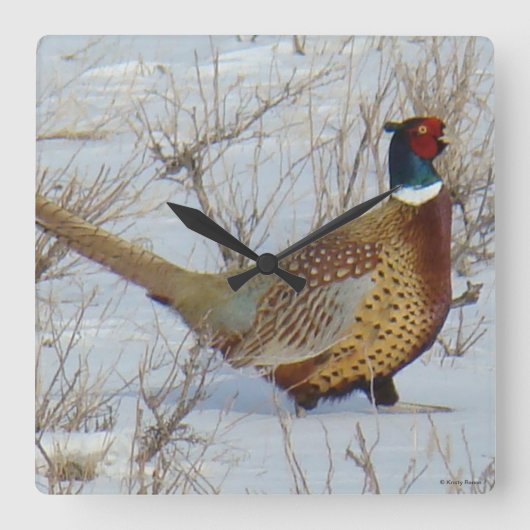 B22 Ring-necked fazant in sneeuw Vierkante Klok (Voorkant)