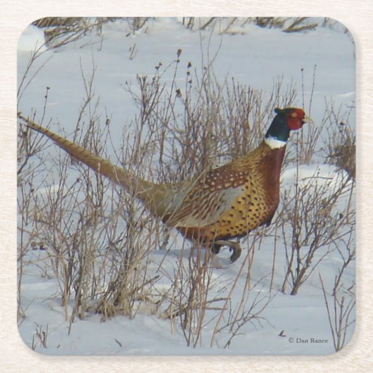 B23 Ring-hals Kartonnen Onderzetters (Voorkant)