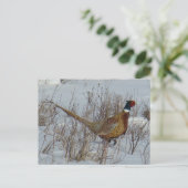 B23 Ring-necked fazant in sneeuw Briefkaart (Staand voorkant)
