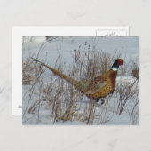 B23 Ring-necked fazant in sneeuw Briefkaart (Voorkant / Achterkant)