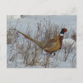 B23 Ring-necked fazant in sneeuw Briefkaart