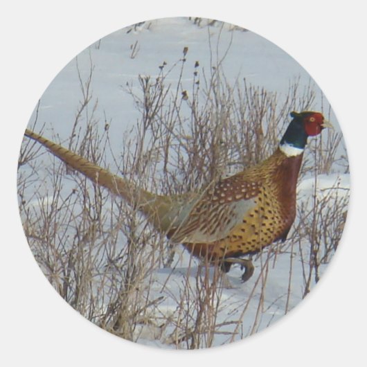B23 Ring-necked fazant in sneeuw Ronde Sticker (Voorkant)