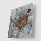 B23 Ring-necked fazant in sneeuw Vierkante Klok (Hoek)