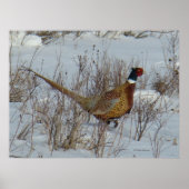 B23 Ring-Necked Pheasant Poster (Voorkant)