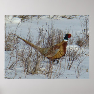 B23 Ring-Necked Pheasant Poster