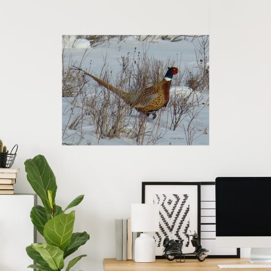 B23 Ring-Necked Pheasant Poster (Thuiskantoor)