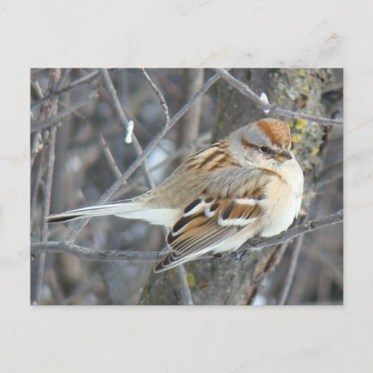 B24 Huismus Briefkaart (Voorkant)