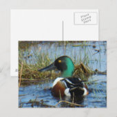 B25 Noordelijke schokdemper Drake Briefkaart (Voorkant / Achterkant)