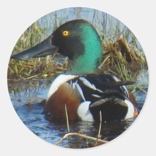 B25 Slobeend Ronde Sticker (Voorkant)