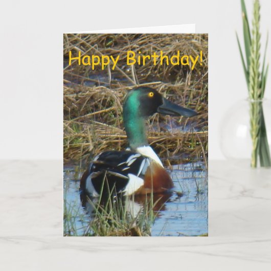 B26 de Noordelijke Eend van de Slobeend Kaart (Voorkant)