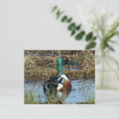 B26 Noordelijke schoenmaker Drake Briefkaart (Staand voorkant)