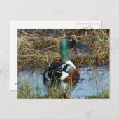 B26 Noordelijke schoenmaker Drake Briefkaart (Voorkant / Achterkant)