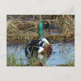 B26 Noordelijke schoenmaker Drake Briefkaart