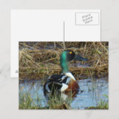 B26 Slagslopper woerd Briefkaart (Voorkant / Achterkant)