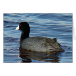 B27 Common Coot