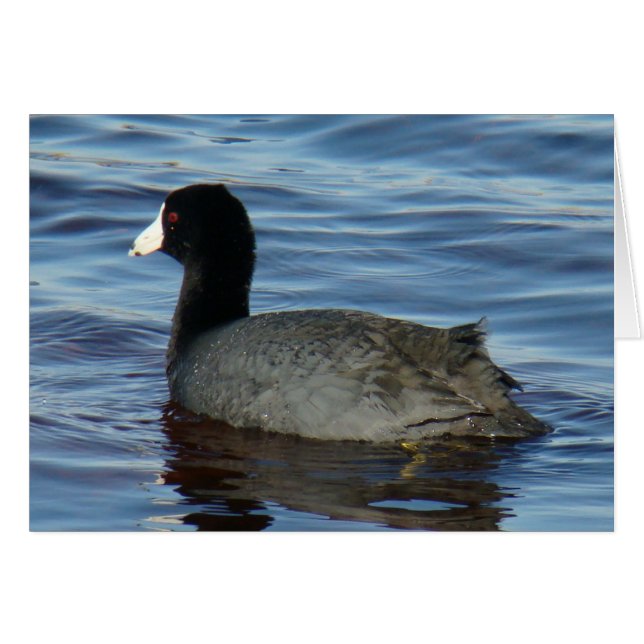 B27 Common Coot (Voorkant Horizontaal)