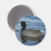B27 Common Coot Magneet (Voorkant / Achterkant)