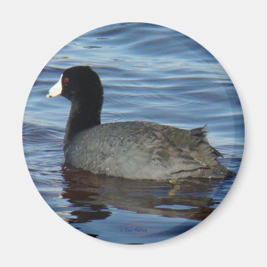 B27 Common Coot Magneet (Voorkant)