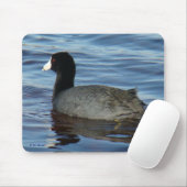 B27 Common Coot Muismat (Met muis)