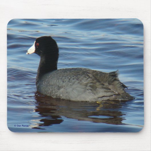 B27 Common Coot Muismat (Voorkant)