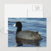 B27 Meerkoet Briefkaart (Voorkant / Achterkant)