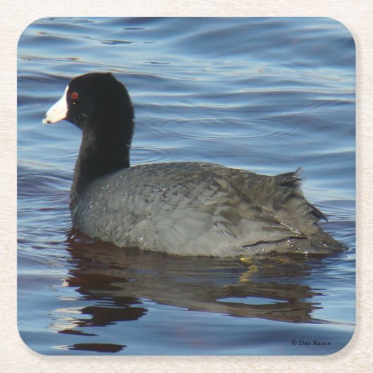 B27 Meerkoet Kartonnen Onderzetters (Voorkant)