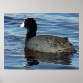 B27 Meerkoet Poster