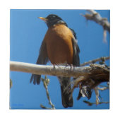 B28 Robin Tegeltje (Voorkant)