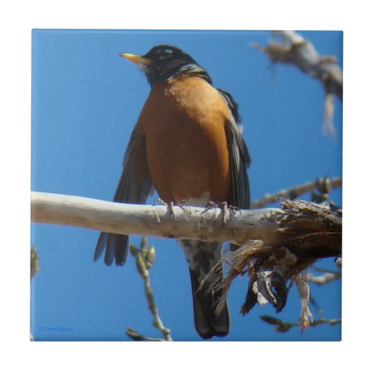 B28 Roodborst Tegeltje (Voorkant)