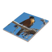 B28 Roodborst Tegeltje (Zijkant)