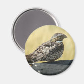 B29 Common Nighthawk Magneet (Voorkant / Achterkant)