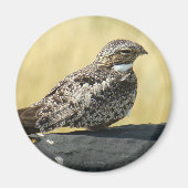 B29 Common Nighthawk Magneet (Voorkant)