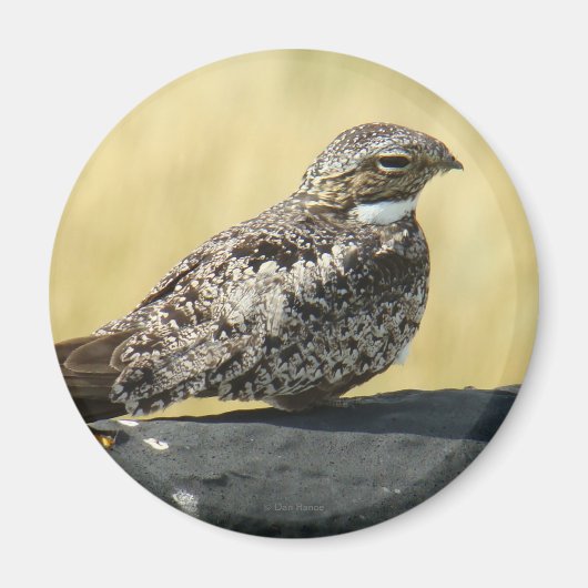 B29 Common Nighthawk Magneet (Voorkant)