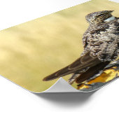 B29 Common Nighthawk Poster (Hoek)