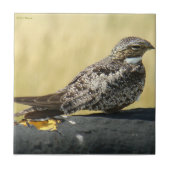 B29 Common Nighthawk Tegeltje (Voorkant)