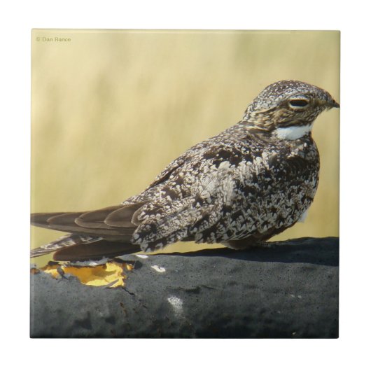 B29 Common Nighthawk Tegeltje (Voorkant)