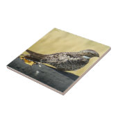 B29 Common Nighthawk Tegeltje (Zijkant)