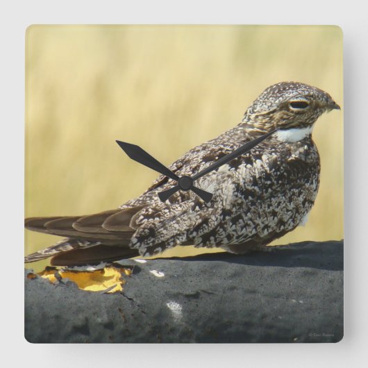 B29 Common Nighthawk Vierkante Klok (Voorkant)