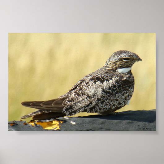 B29 Nachtzwaluw Poster (Voorkant)