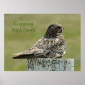 B2 Commom Nighthawk Poster (Voorkant)
